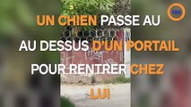 Ce chien passe au dessus d'un haut portail pour rentrer chez lui !