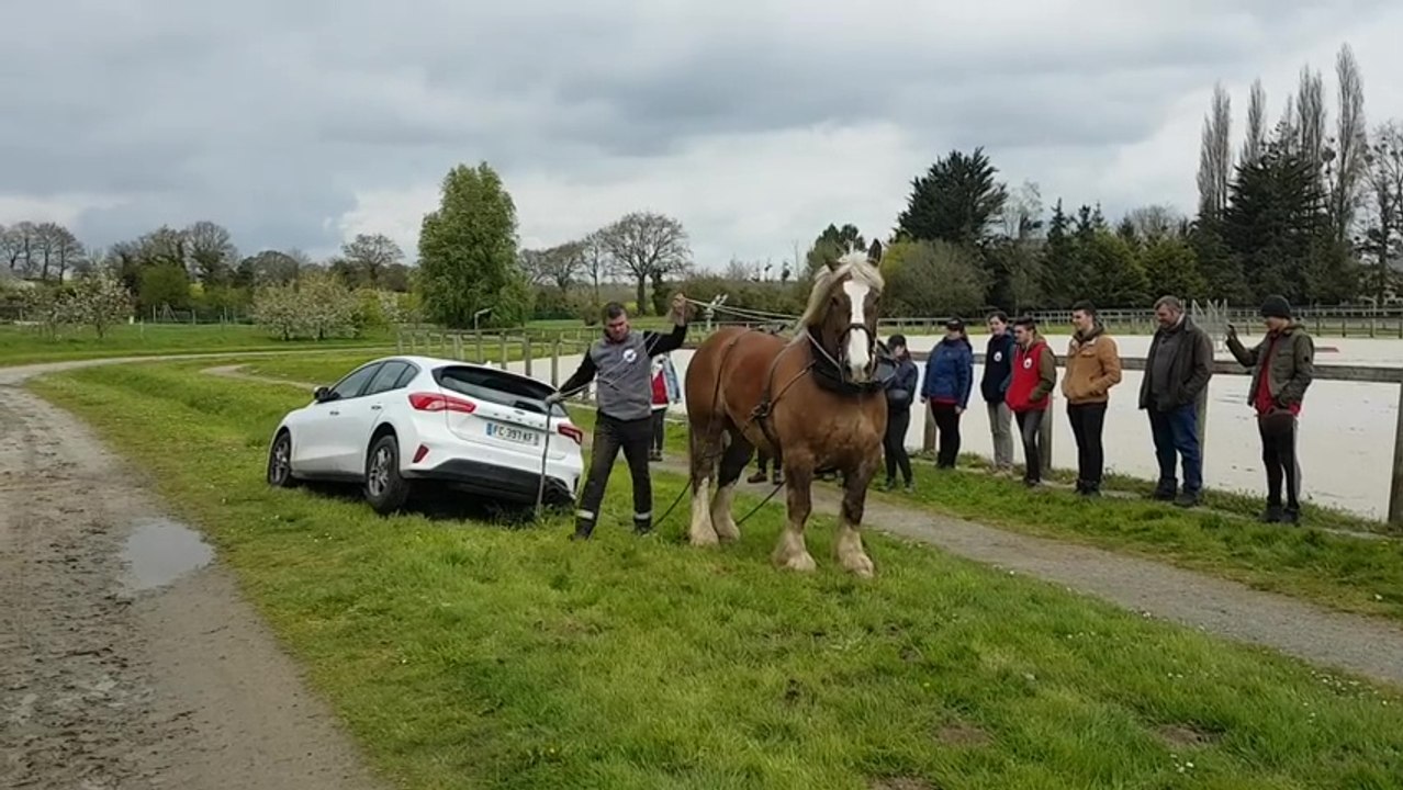 Un cheval sort une voiture d'un fossé