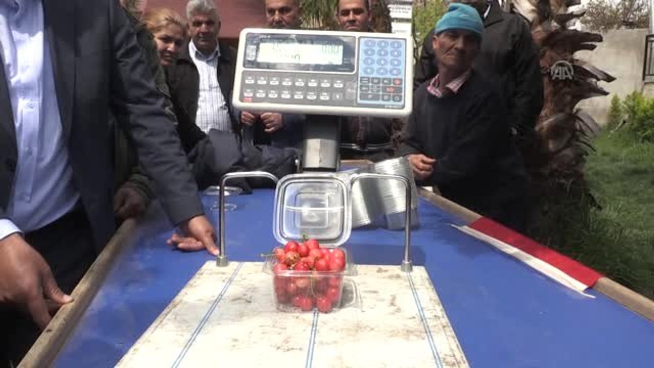 Tanesi 1 Liraya Satılan Erkenci Kiraz Hediyelik Oldu