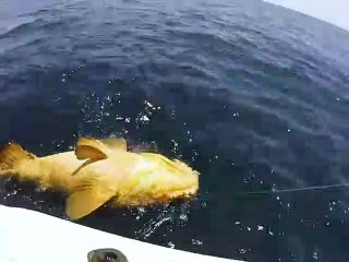 Fishing For MONSTER Goliath Groupers