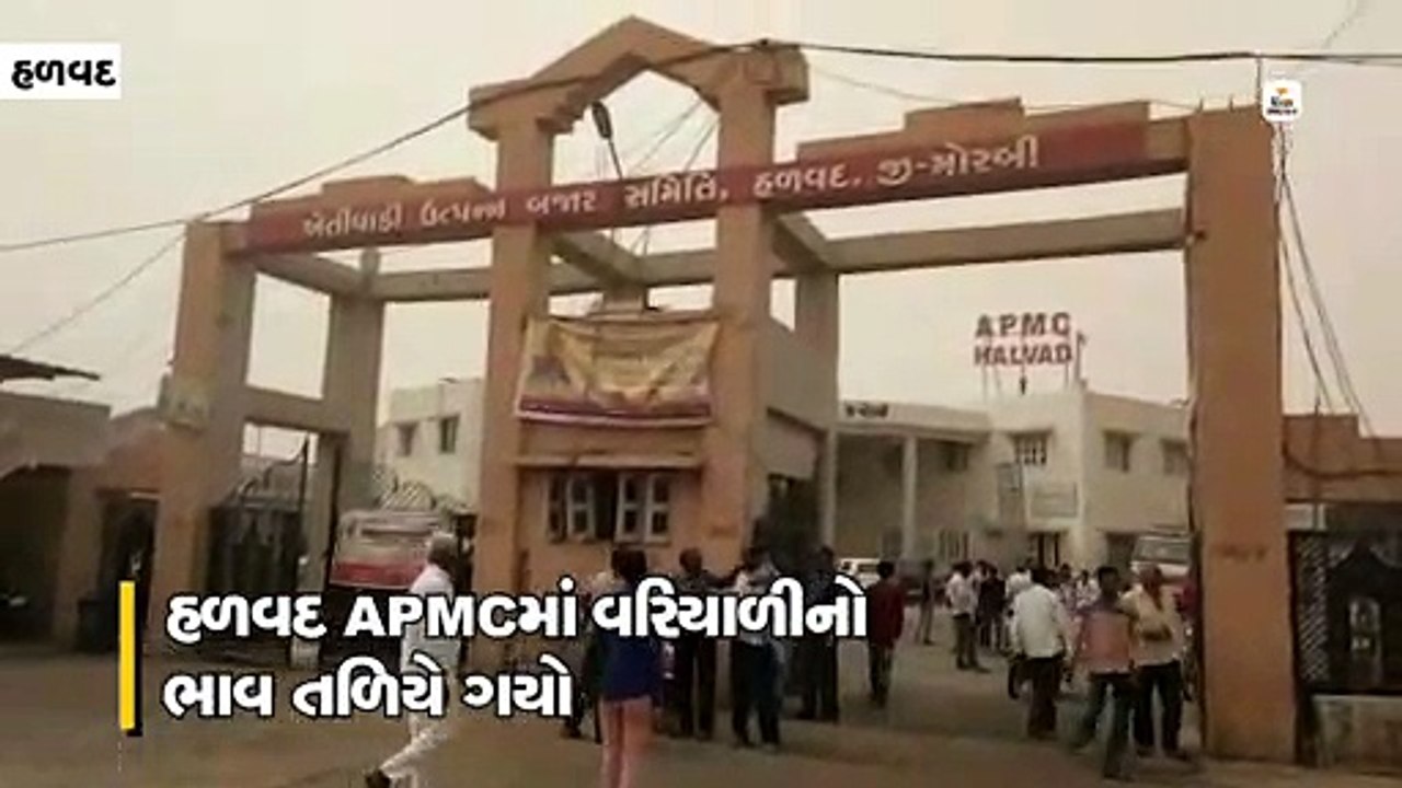 હળવદ APMCમાં વરિયાળીનો ભાવ તળિયે જતાં ખેડૂતો વિ...