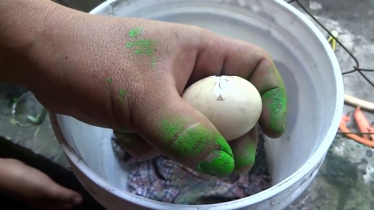 HATCHING EGG CAUGHT ON CAM