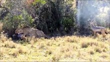 The herd rescues a Buffalo from Lion and Crocodile | Leopard vs Impala,Hyena - Elephant vs Crocodile