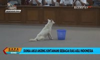 Sah! Dunia Akui Anjing Kintamani Sebagai Ras Anjing Asli Indonesia