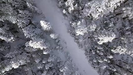 山口龍郎【雪の森】（ドローン）