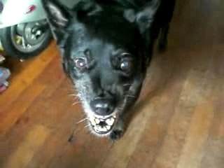 Kwai kwai chien bien chaud bien énervé carams chien beau gosse
