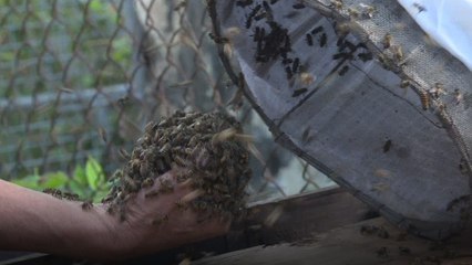 Hong Kong beekeeper collects wild bees and honey using his bare hands