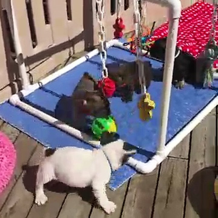 Ces splendides chiots jouent à un jeu très amusant. Regardez !