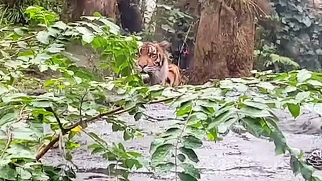 Un tigre se lance contre la vitre et effraye les touristes