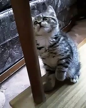 Cette chatte va faire quelque chose de très drôle. Regardez !