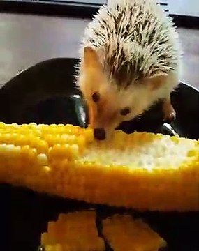 Cet hérisson adore déguster du maïs. Trop chou !