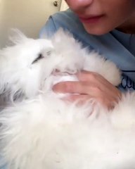 La fourrure de ce lapin vous fera sourire d’émerveillement. Magnifique !