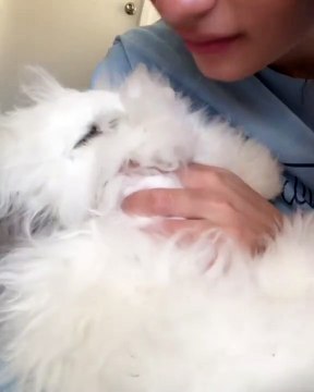 La fourrure de ce lapin vous fera sourire d’émerveillement. Magnifique !