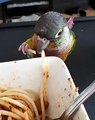 Voici ce que ça donne lorsqu'une perruche mange des spaghettis. Trop marrant !