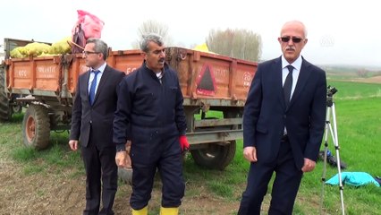 Yozgat'ta 6 çeşit yerli patates tohumu ekildi