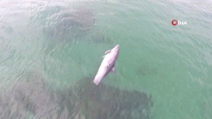 Sinop'ta Ölü Yunus Kıyıya Vurdu