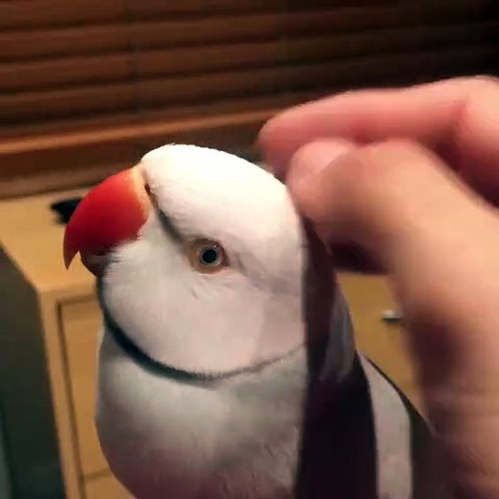 Cette perruche qui répète tout ce qu'on lui dit est trop drôle. Regardez !