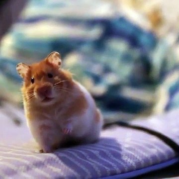 Quand un hamster joue à la statut. A mourir de rire !