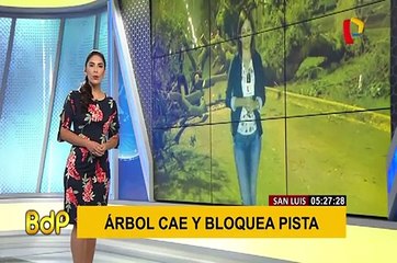 San Luis: árbol de gran tamaño cae y bloquea pista
