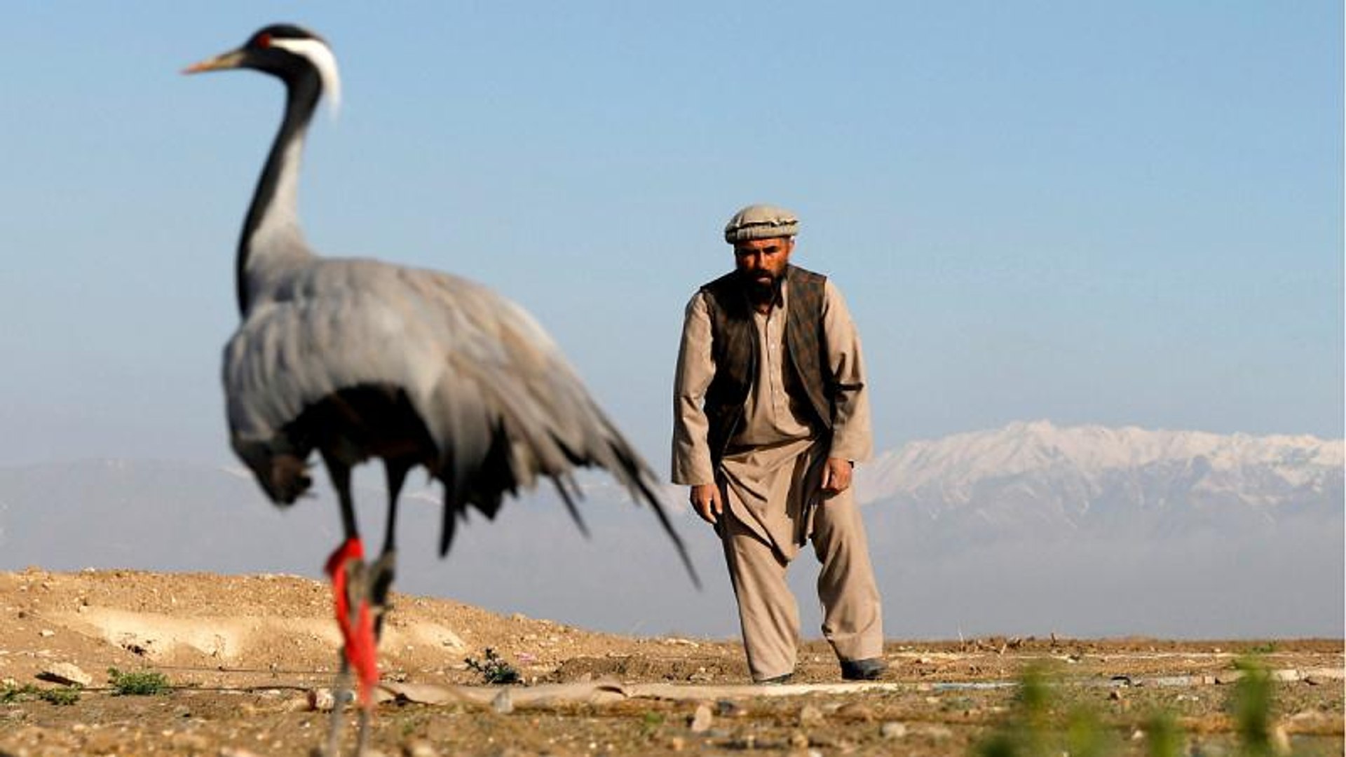 شکار کُلنگ در افغانستان
