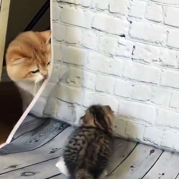 Ce chaton joue à cache cache avec sa maman. Trop cute !