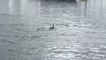 Dog Swims in River With Dolphin Inviting Them to Play
