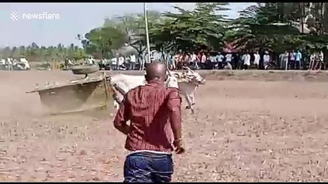 Incredible moment ox cart flips over during village race, sending rider flying