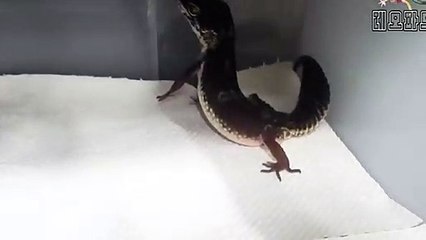 영도구출장안마 -후불100%ョØ7Øe7575gØØ54｛카톡DK654}영도구전지역출장마사지샵'예약'영도구출장qc안마es영도구출장안마 cos여3영도구출장마사지황형プポマ영도구콜걸