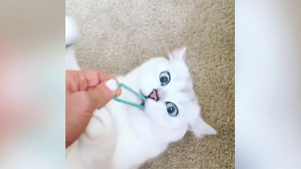 Most Adorable Instagram Pets of 2019  Funny Pet Videos