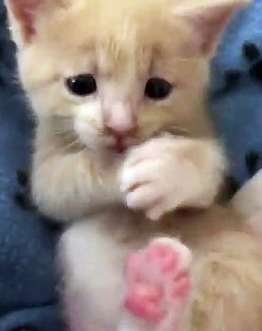 Un Chaton Trop Mignon Qui Se Leche Les Pattes Trop Craquant Video Dailymotion