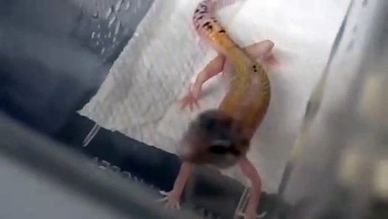 의성출장안마 -후불100%ョØ7Øv7575fØØ54｛카톡KC789}의성전지역출장마사지샵'예약'의성출장qc안마es의성출장안마 cos여3의성출장마사지황형≠±×의성콜걸