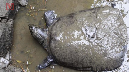 Just Three Rare Turtles in Known Existence After Last Known Female Dies
