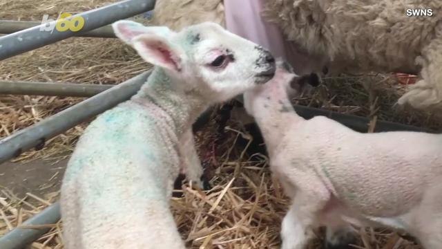 This Old 'Bra Bra Black Sheep' Has to Wear a Double-D Bra to Feed Her Twin Baby Lambs