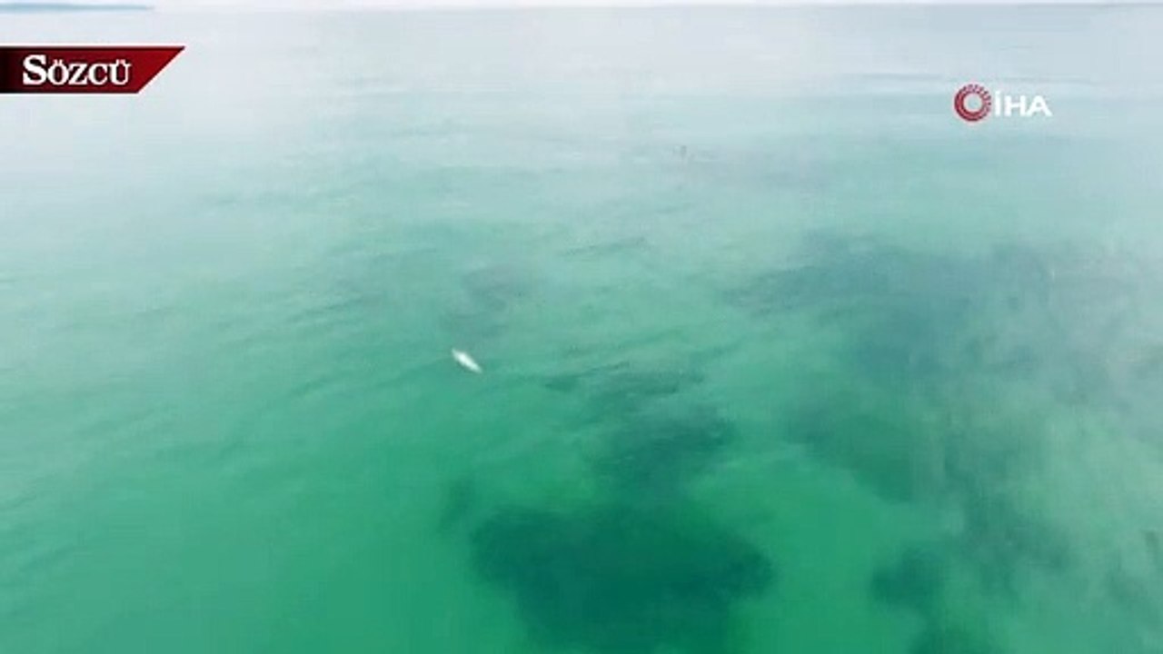 Sinop’ta ölü yunus kıyıya vurdu