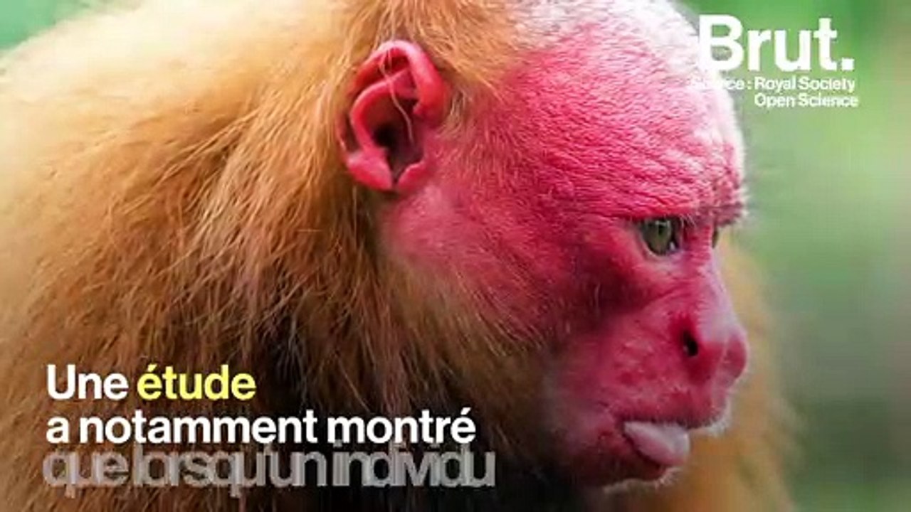 Pourquoi le ouakari chauve a le visage rouge