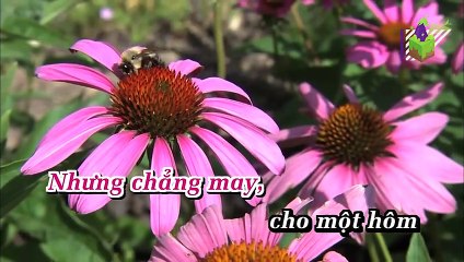 Chuyện Người Con Gái Hái Sim (Karaoke) - Như Quỳnh