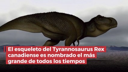 El esqueleto del Tyrannosaurus Rex canadiense es nombrado el más grande de todos los tiempos
