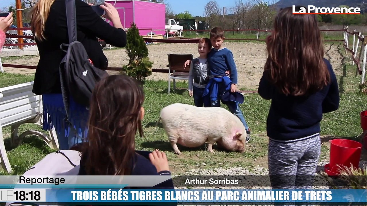 Le 18:18 - Découvrez ces bébés tigres blancs nés au pied de la Sainte-Victoire