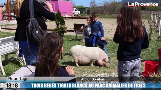 Le 18:18 - Découvrez ces bébés tigres blancs nés au pied de la Sainte-Victoire