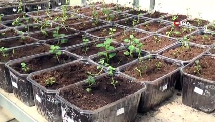 Türkiye’ye 2 Milli Patates Çeşidi Daha Tescillendi