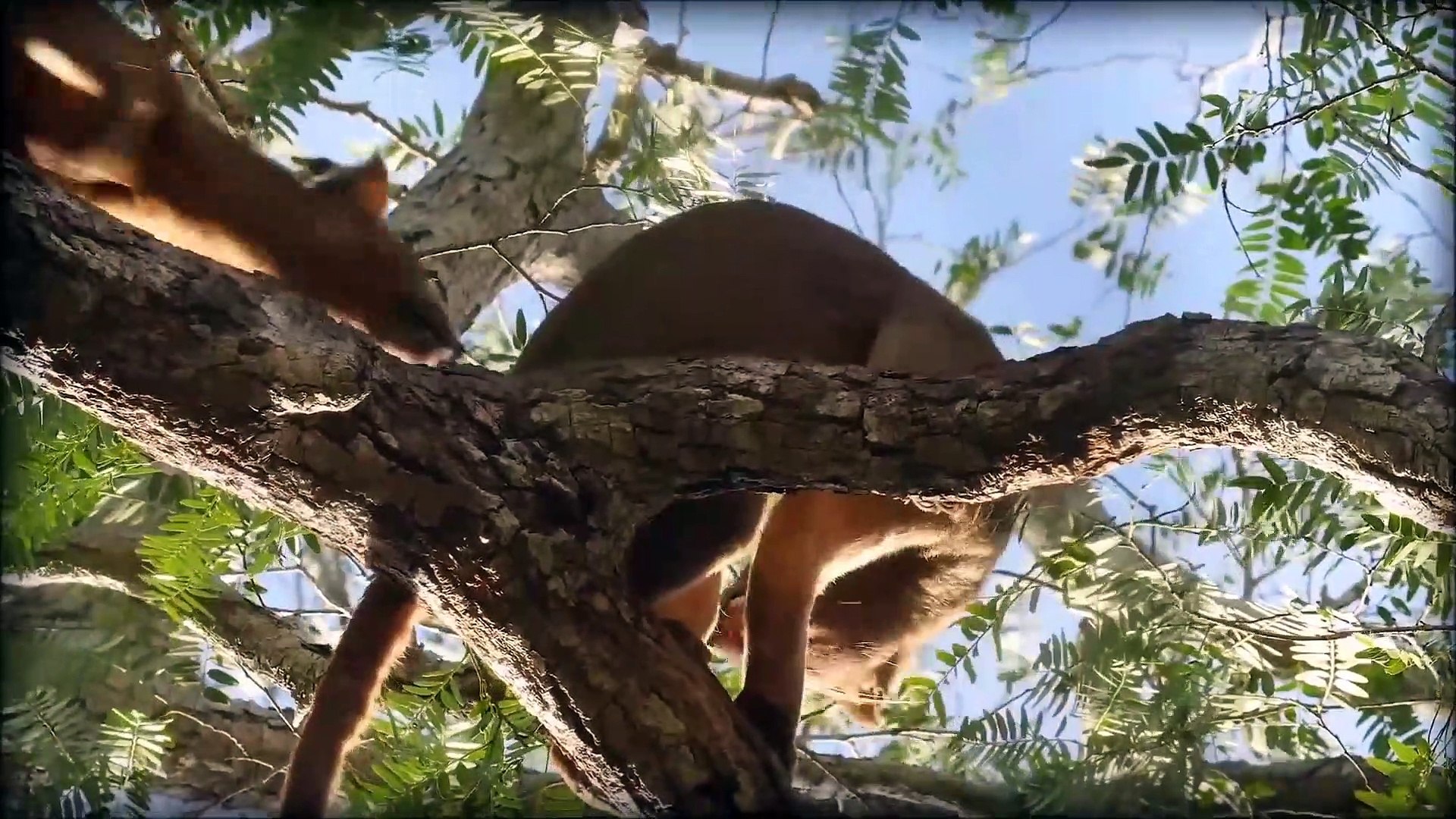 Wild Life of Madagascar The Earth of The fossa  And  The lemurs , Madagascar  la Tierra del fossa y 