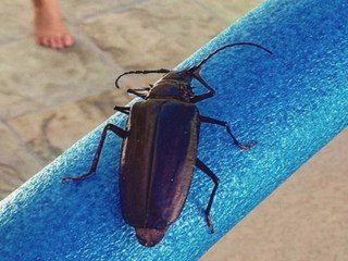 MONSOON BUGS! 8 things you want to know about Palo Verde Beetles - ABC15 Digital