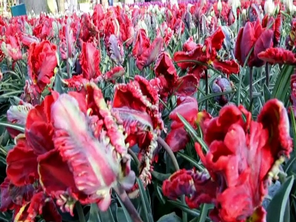 KEUKENHOF TULIP GARDEN AMSTERDAM 2019
