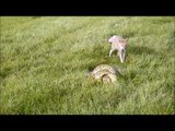 Un renard vient en aide à son ami attrapé par un python