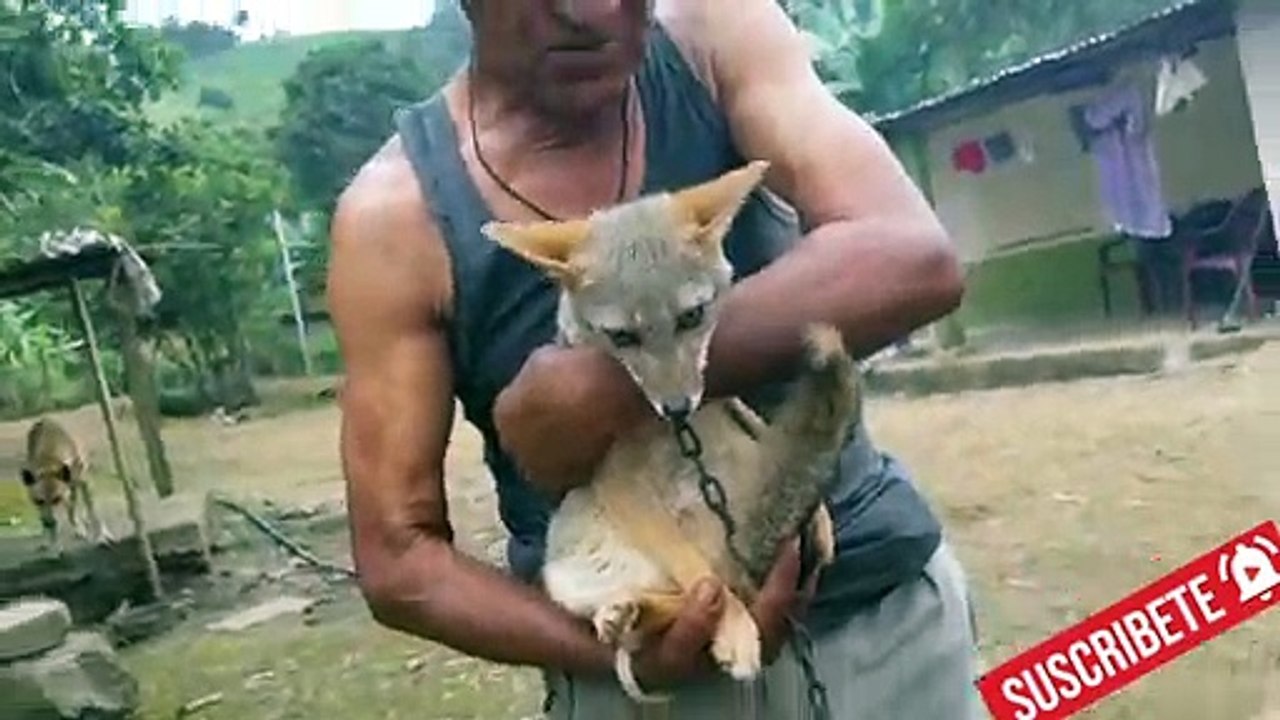 fox ecuador