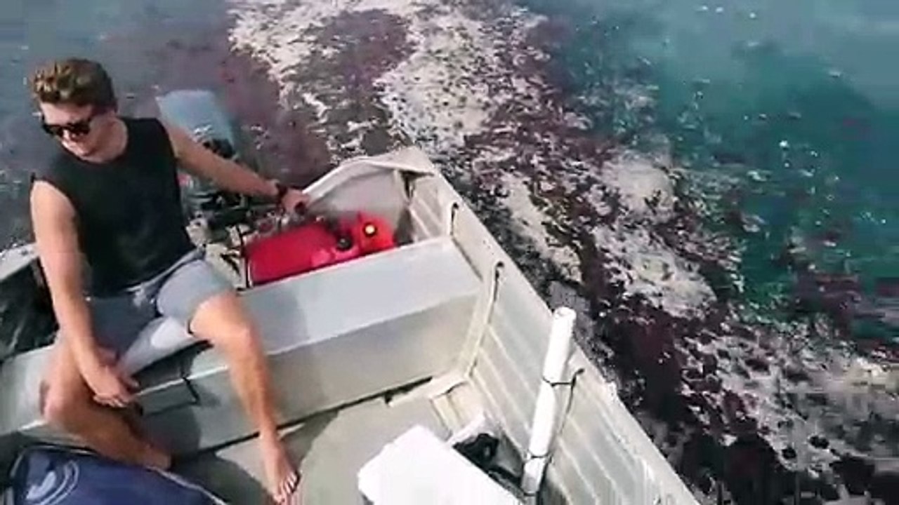 Quand des milliers de méduses recouvrent la surface de la mer