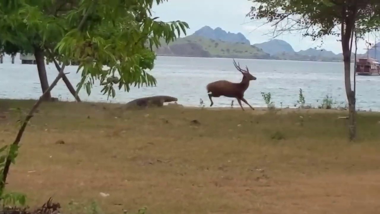 Un dragon de Komodo chasse une biche