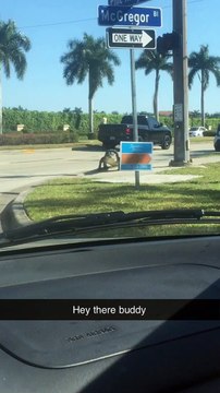 Gigantic Gator Strolls Down Florida Street