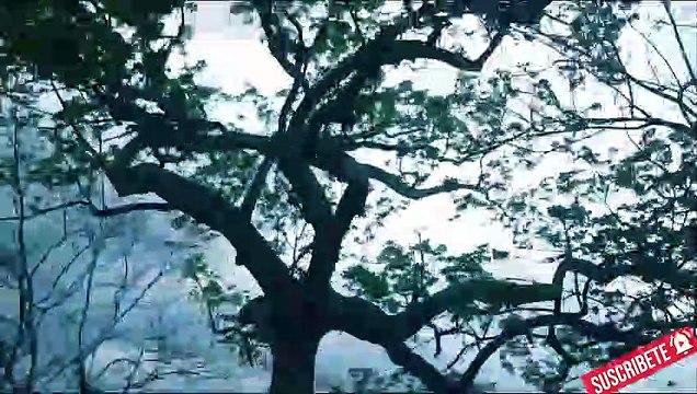 Como es Loja Mangahurco Ecuador Florecimiento Guayacanes