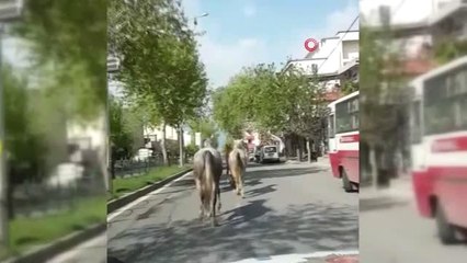 Firari Atlar Trafiği Birbirine Kattı